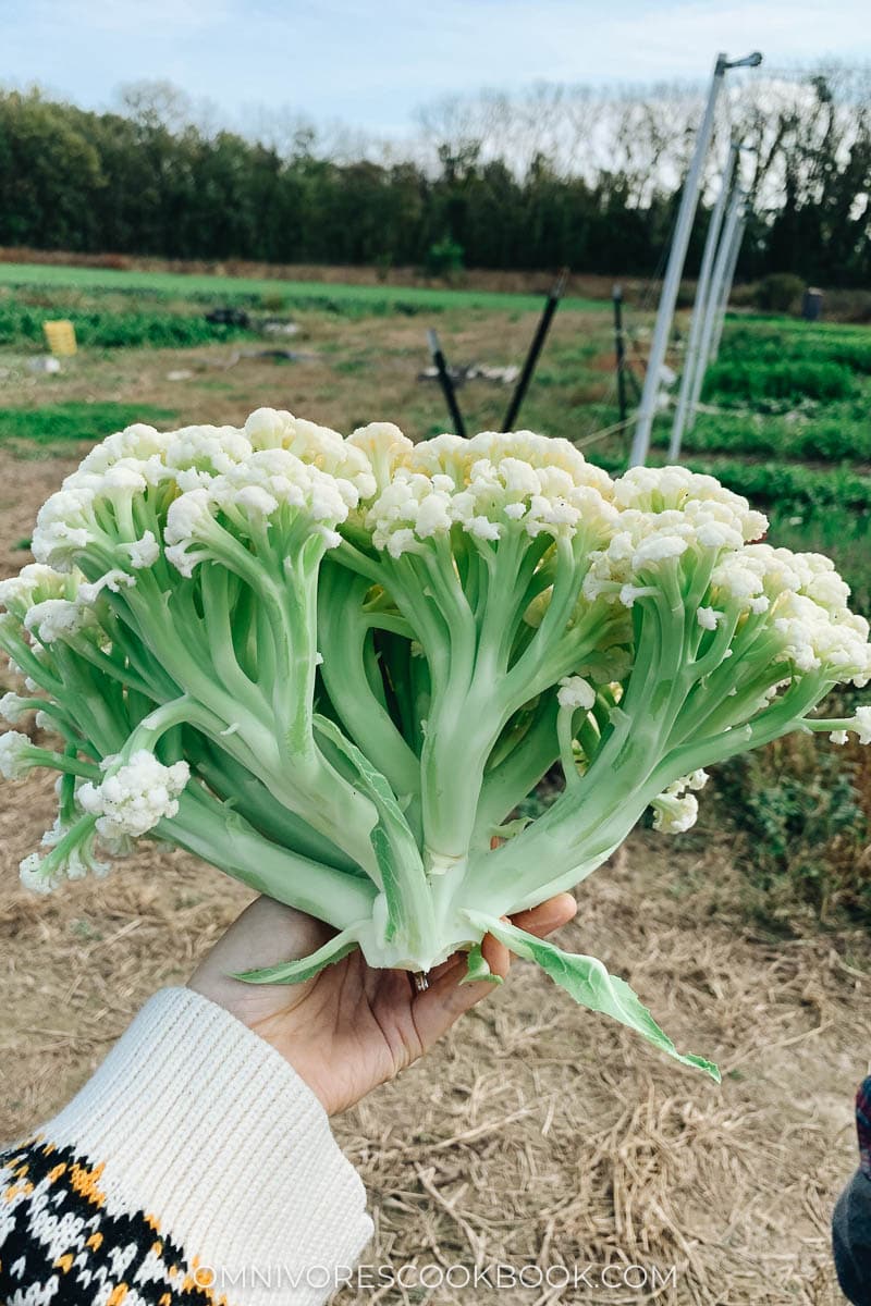 Chinese cauliflower, sprouted cauliflower